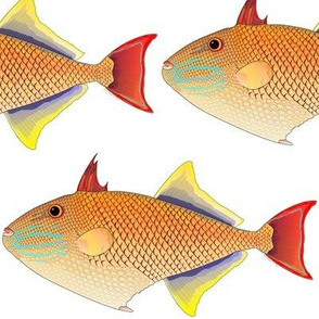 Redtail Triggerfish