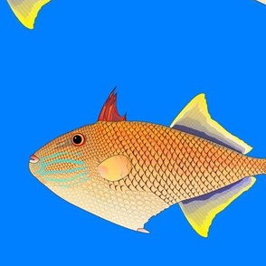 Redtail Triggerfish on sea blue