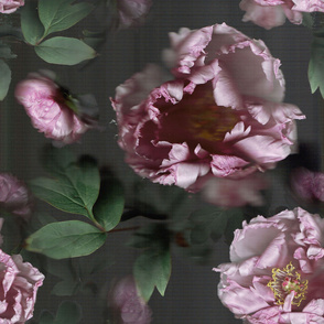 Large Peonies for Fabric