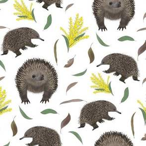 Australian Echidna and Yellow Wattle White