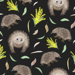 Australian Echidna and Yellow Wattle Black