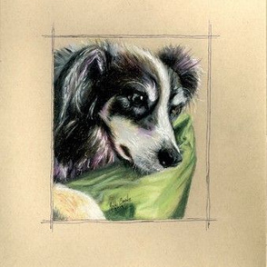 Collie dog