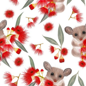 Pygmy Possums & Red Flowering Gum White
