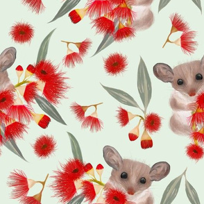 Pygmy Possums & Red Flowering Gum Mint
