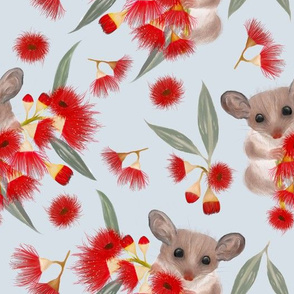 Pygmy Possums & Red Flowering Gum Blue