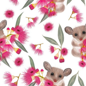 Pygmy Possums & Pink Flowering Gum White