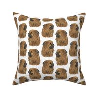 Tibetan Spaniel faces - white