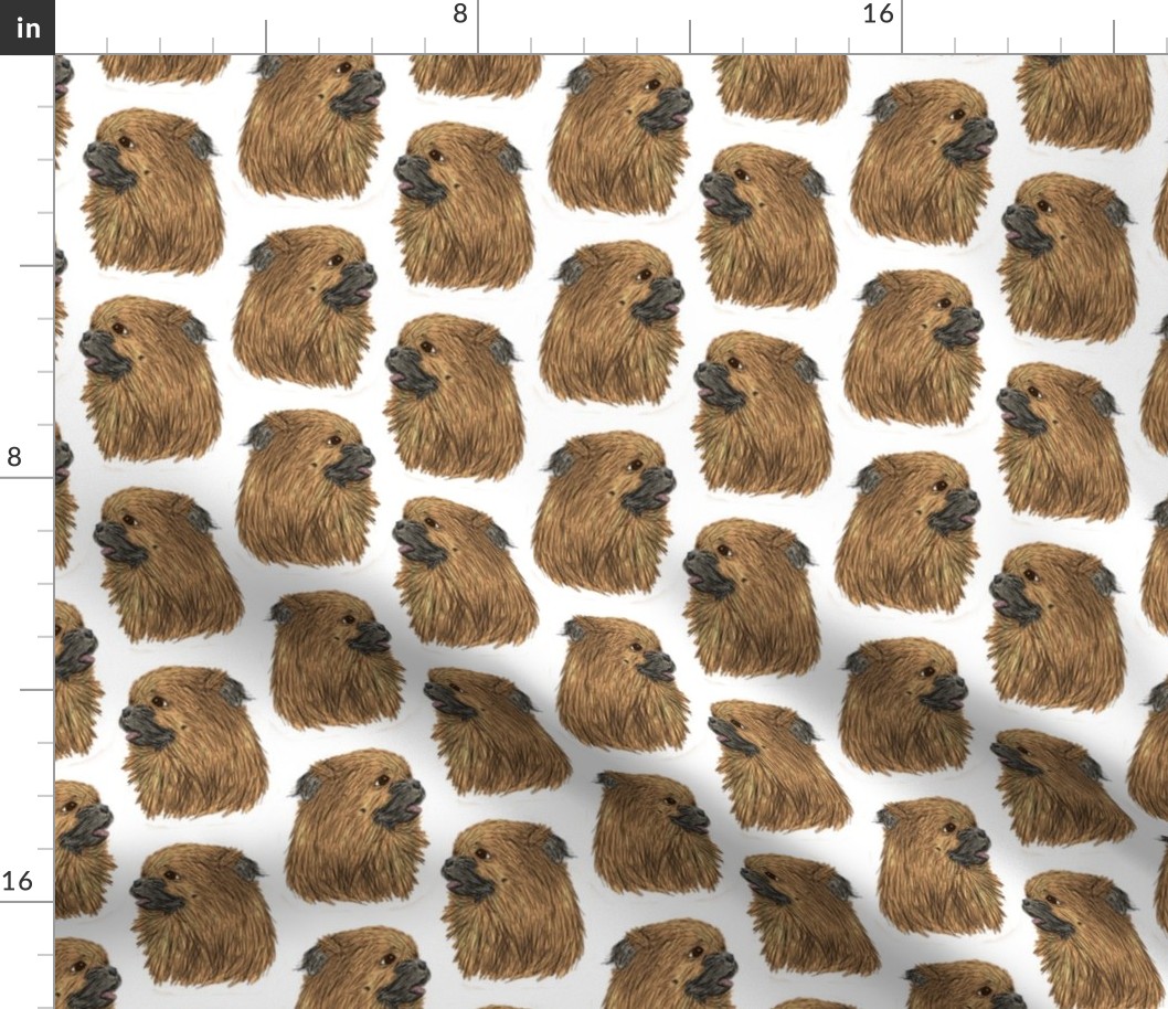 Tibetan Spaniel faces - white