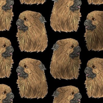 Tibetan Spaniel faces - black