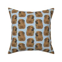 Tibetan Spaniel faces - blue