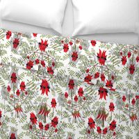 Sturt's Desert Pea in Bloom - grey silhouette on white, large 