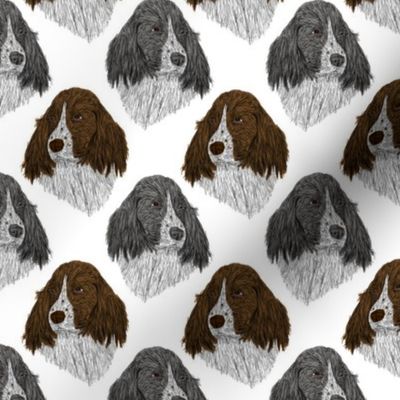 English Springer Spaniel faces