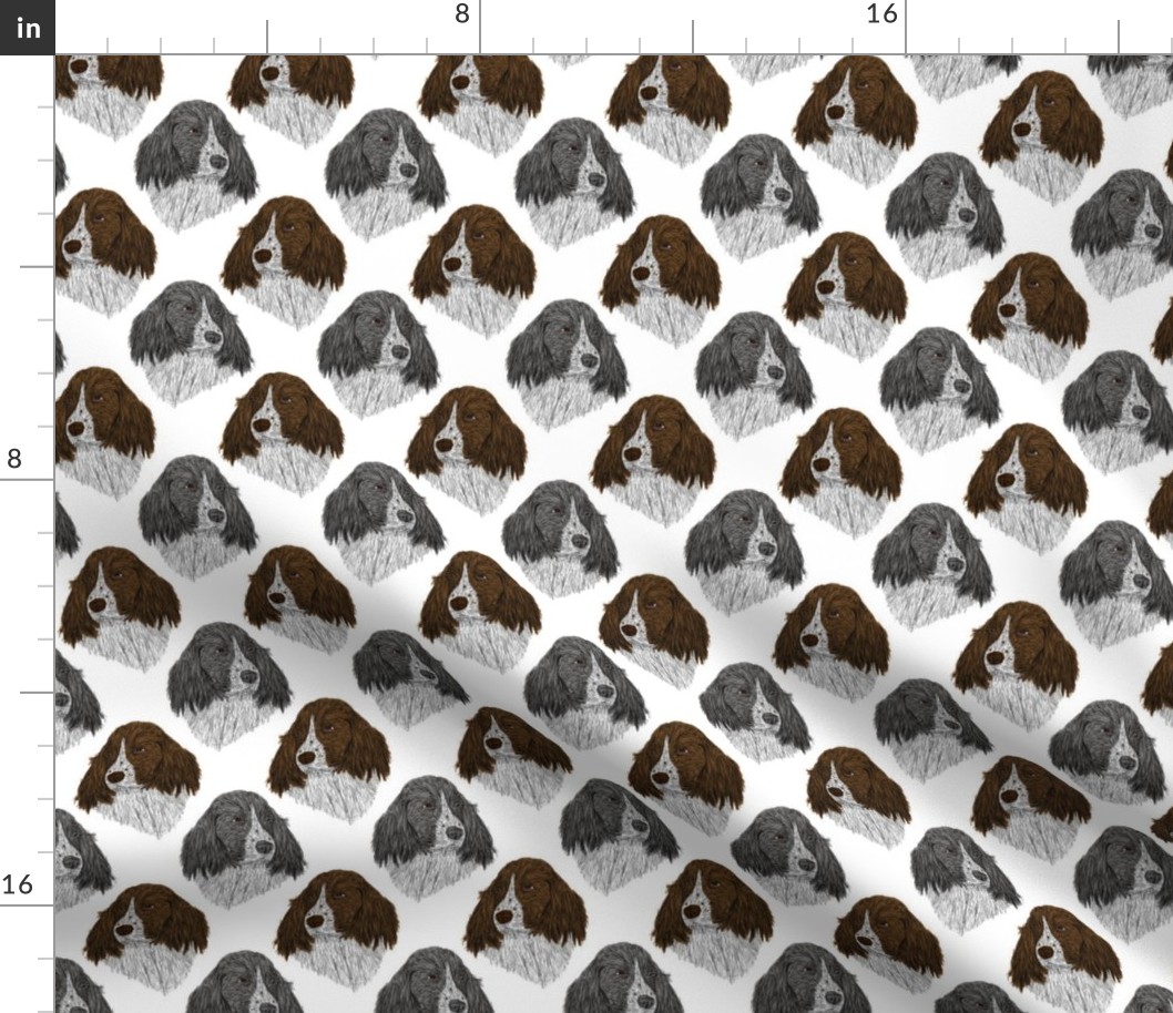 English Springer Spaniel faces