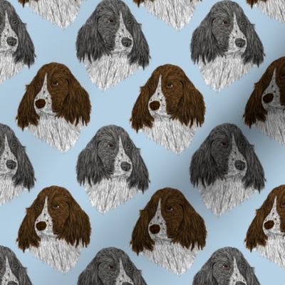 English Springer Spaniel faces - blue