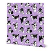 Husky puppies 16x16 lavender