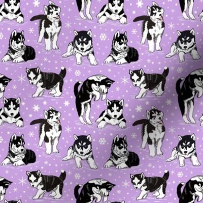 Husky puppies 4x4 lavender