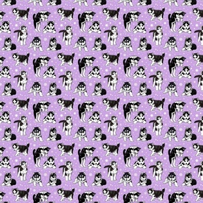 Husky puppies 4x4 lavender