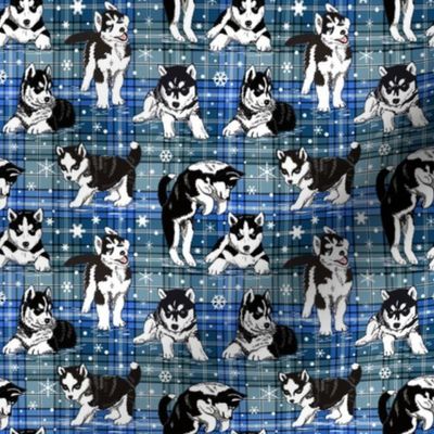Husky Puppies blue plaid 4x4