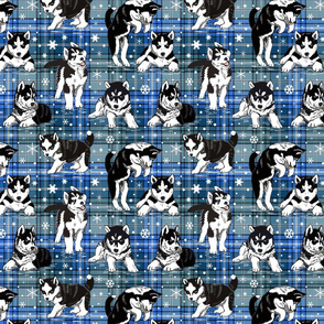 Husky Puppies blue plaid 8x8