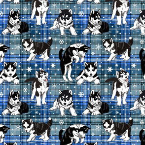 Husky Puppies blue plaid 10x10
