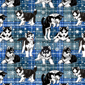 Husky Puppies blue plaid 12x12
