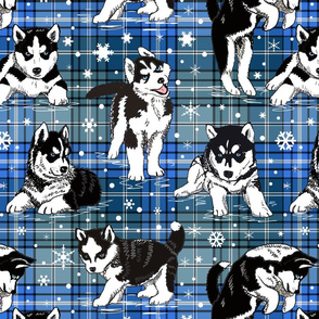 Husky Puppies blue plaid 16x16