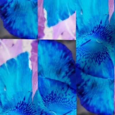 Blue Canna Lily