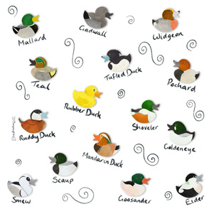 Duck ID Guide
