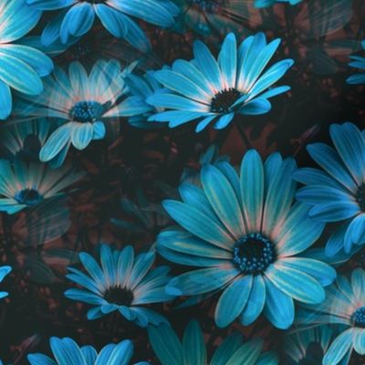 Fleurs de marguerite bleu - Blue Daisy flowers