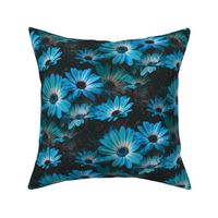 Fleurs de marguerite bleu - Blue Daisy flowers