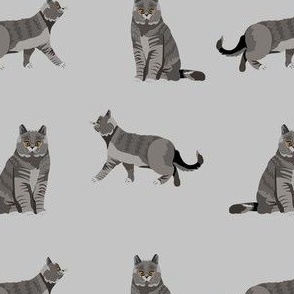 british shorthair cat fabric - cat fabric, british shorthair fabric, cats, cat breed, cat breeds, british blue cat - grey