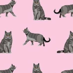 british shorthair cat fabric - cat fabric, british shorthair fabric, cats, cat breed, cat breeds, british blue cat - pink