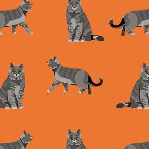 british shorthair cat fabric - cat fabric, british shorthair fabric, cats, cat breed, cat breeds, british blue cat - orange