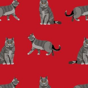 british shorthair cat fabric - cat fabric, british shorthair fabric, cats, cat breed, cat breeds, british blue cat - red