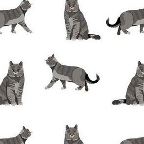 british shorthair cat fabric - cat fabric, british shorthair fabric, cats, cat breed, cat breeds, british blue cat - white