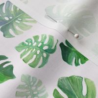 Watercolour monstera leaves