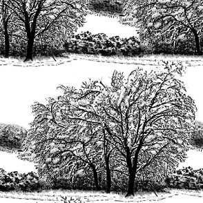 snowy trees cropped 6