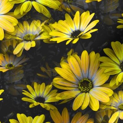 Fleurs de marguerite jaune - Yellow Daisy flowers