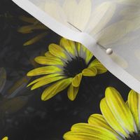 Fleurs de marguerite jaune - Yellow Daisy flowers