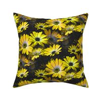 Fleurs de marguerite jaune - Yellow Daisy flowers