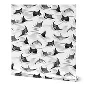 Manta Rays in Black and White
