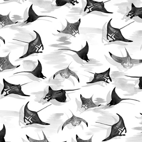 Manta Rays in Black and White