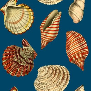 Shells on deep blue