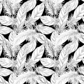 Feathers Black And White