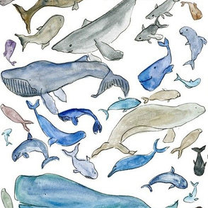 whales galore