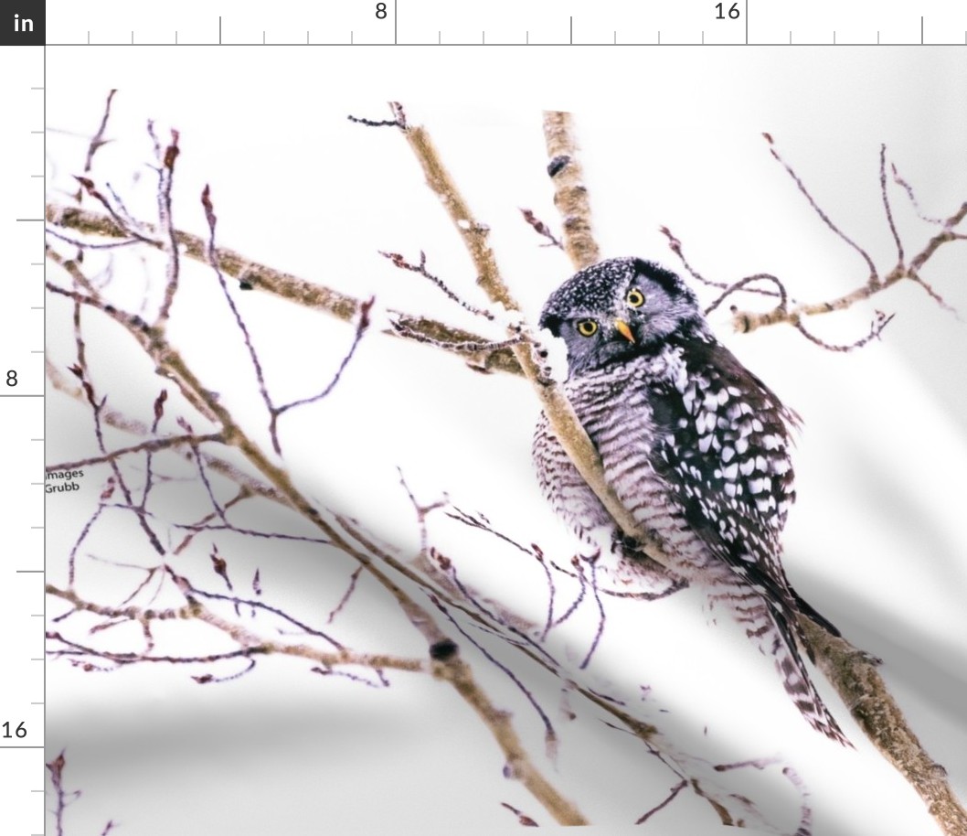 Northern Hawk Owl ChipabirdeeImages_MarilynGrubb_3277