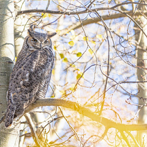 Great Horned Owl ChipabirdeeImages_MarilynGrubb_-0275