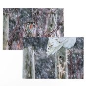 Snowy Owl Fencepost ChipabirdeeImages_MarilynGrubb_-7534