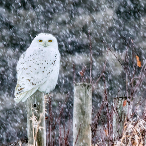 Snowy Owl Fencepost ChipabirdeeImages_MarilynGrubb_-7534