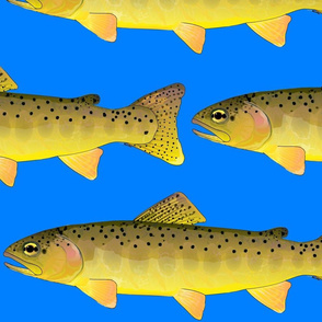 Apache Trout on sea blue